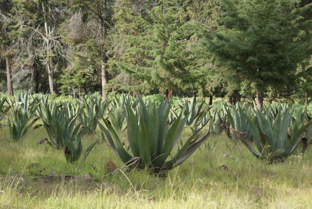 Hotel Monumento Hacienda Amoltepec Zacatlan Ngoại thất bức ảnh